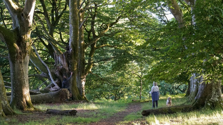 Visitors walking their dog in the woodland at Whiddon Deer Park, Castle Drogo, Devon